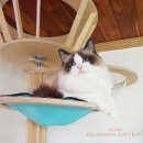 젤로돌스 이미지