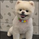 러브애견미용 이미지