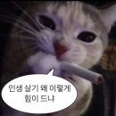 형님저예요 이미지