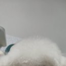 하이슈슈 이미지