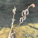 버들강아지 이미지