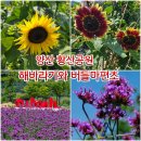 버들1길 네이버블로그