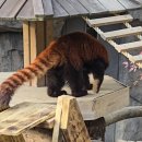 에버랜드 | 2월 중순 조용한 에버랜드 후기 | 사파리·판다·동물 위주 코스