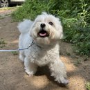 광교 애견유치원 애견호텔 바우스쿨 | 매일 1:1 자연 산책하는 광교애견유치원 애견호텔 바우스쿨
