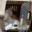 휴멍애견유치원 이미지