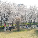 벚꽃이 만개했던 주말, 인천 송도 센트럴파크 이미지