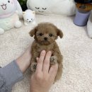 앙쥬펫 이미지
