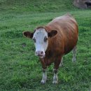 이수축산농장 이미지