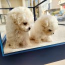 펫 탑 클래스 이미지