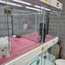 댕댕프렌즈