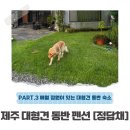 정담채 이미지