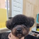 아롱애견미용실 이미지