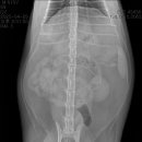 보담동물병원 이미지