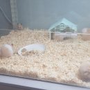 우다다햄쮸 이미지