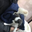 보노보노동물병원 이미지