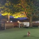 도그엔젤 이미지