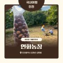 연화유치원 | [인천/강화] 연화농원 가을 밤줍기, 아이와 함께 즐기는 체험 나들이