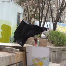 부랑부랑