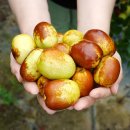 한림농원 이미지