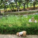 슈나우펫 이미지