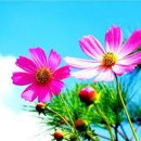 아름다운 이미지