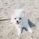 더멍멍 충주점 이미지