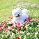 달리꽃 네이버블로그