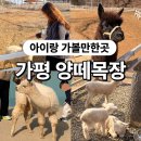 청결목장 | 가평 양떼목장 아이랑 가볼만한 곳 서울 근교 나들이