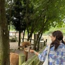 애원목장 | 제주도 아이와 갈만한곳 도치돌목장 알파카 목장 체험 힐링 동물농장 여행
