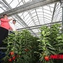 조성봉농장 이미지