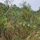 연강나룻길 C코스 이미지