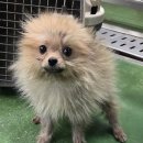 제천동물보호센터 이미지