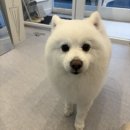 아름답개 이미지