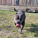 부산애견대학 이미지