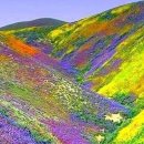 미국 캘리포니아 옆 리버사이드 지역 코로나 산 야생화 이미지