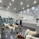 어뮤즈퍼피 이미지