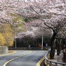 명품 벚꽃 길 이미지