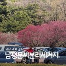 남평문씨본리세거지 주차장 안 | 대구 홍매화 남평문씨본리세거지 주차장 뚜벅이 대중교통 가는법