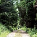 소나무숲 이미지