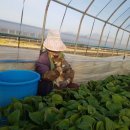 성화농장 이미지