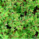 신비의 약초, 비단풀(땅빈대) 이미지