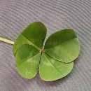 제주도 2025겨울일기 9. 주말걷기는 빗속에서 이미지