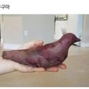 구구마