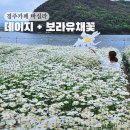 [경주 바실라] 실시간 데이지+보라유채꽃 만발한 5월