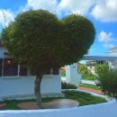 제주그루 | 제주공항 근처 동화처럼 예쁜 감성카페 ‘그루’💚 프라이빗 룸까지 완벽!