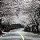 부산·경남·경주에 봄꽃 만개… 어디로 갈까 이미지
