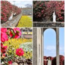 삼달리-15 | 제주 삼달리꽃밭에서 25년 1월 무료 동백꽃 명소 추천