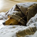 스테이 동물병원 | 강아지랑 템플스테이? 반려견 가능한 사찰 5곳 총정리