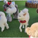 소소하개 이미지