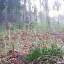 고사리곡 이미지